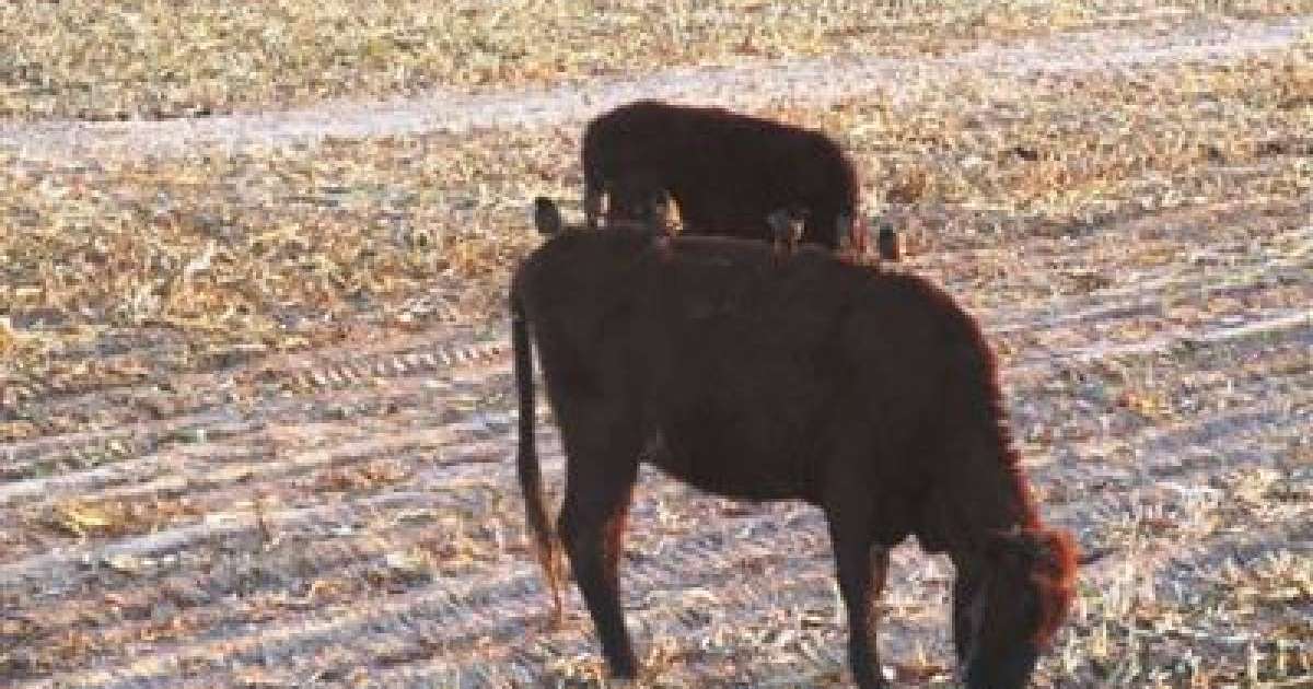 Жем-шөп тапшылығынан малды сатуға мәжбүр