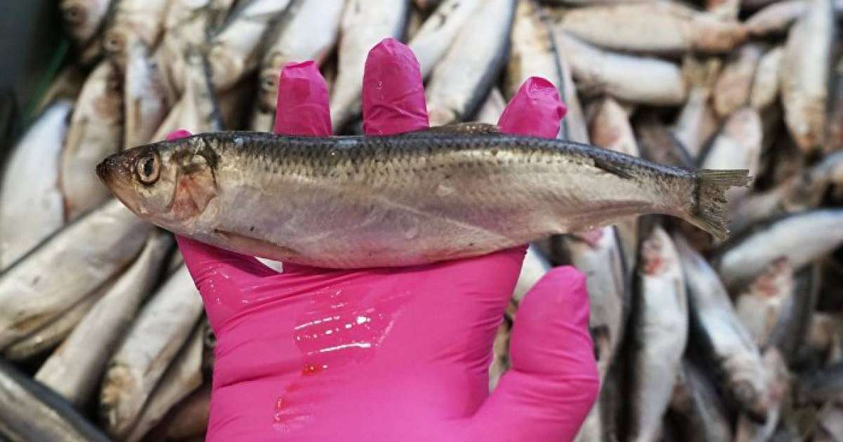 Жайық өзеніндегі өлі балықтар: министр түсініктеме берді