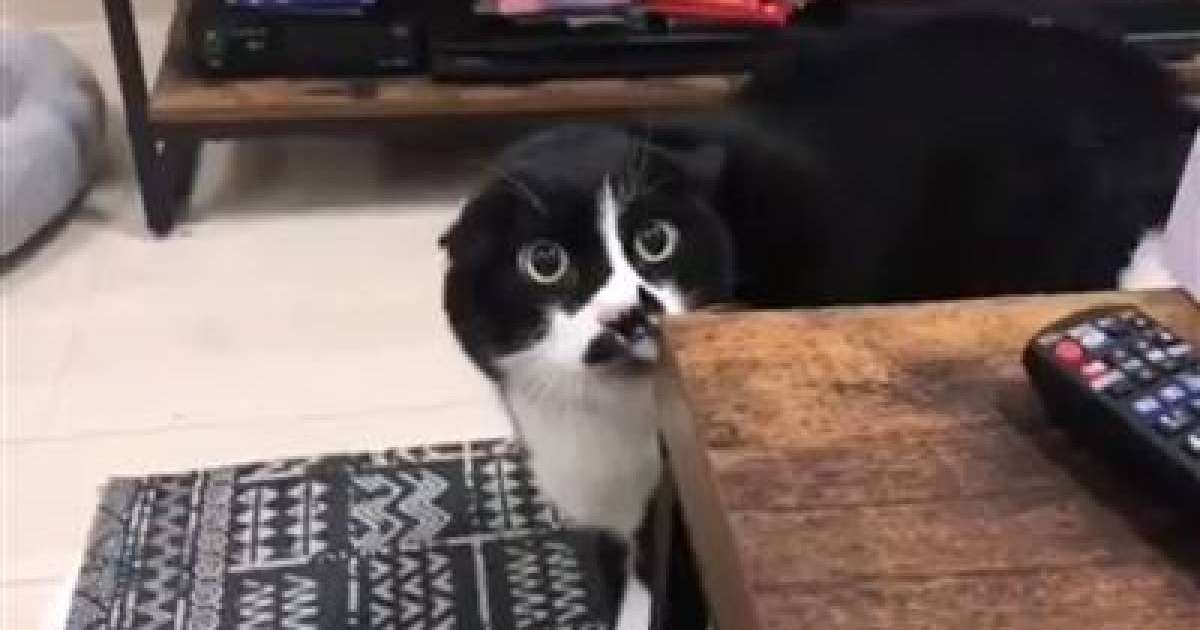 О, тоба: мысық грузин әнін үйреніп алыпты