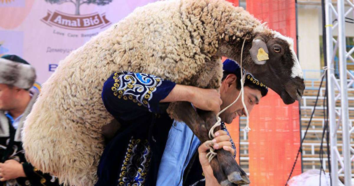 Құйрық бауыр асату: әні, дайындау, дәстүрі