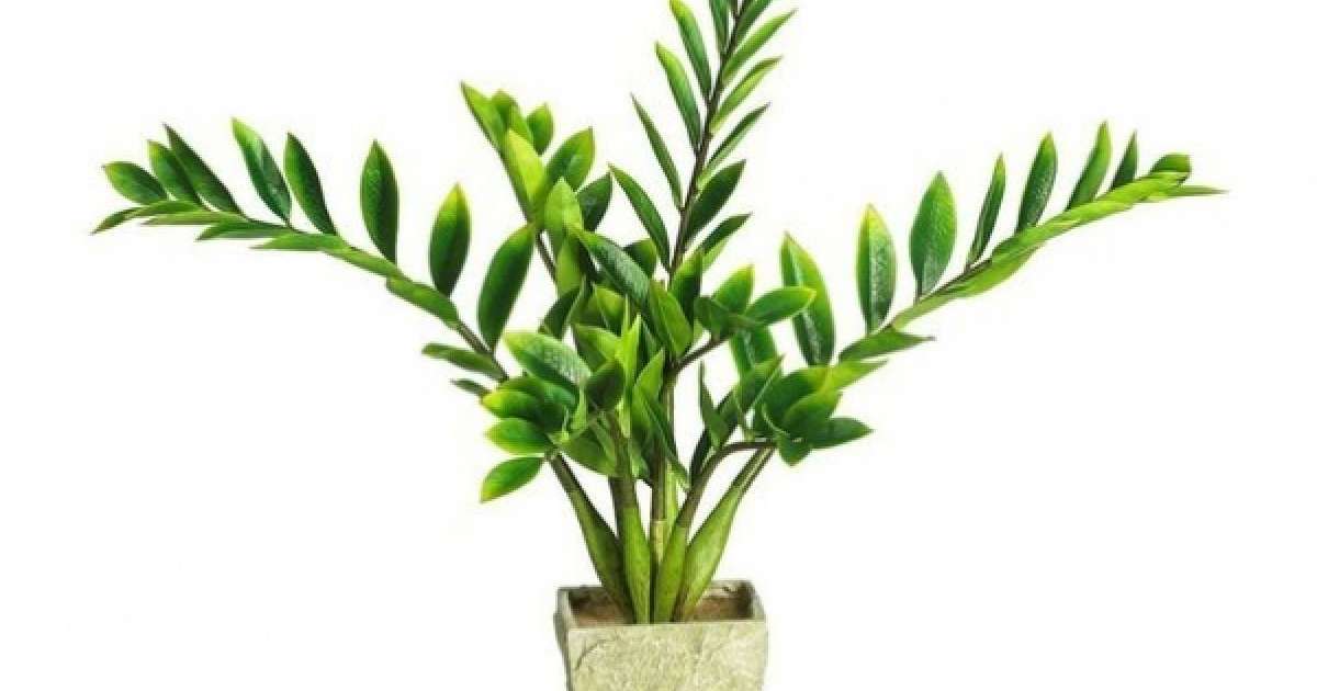 Бөлме гүлдеріне арналған 7 тыңайтқыш