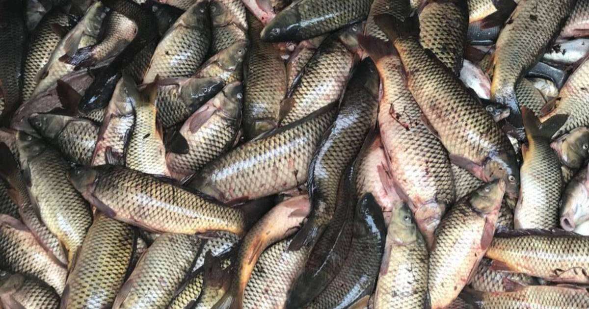 Бес күнде Жайық өзенінен үш тоннадан аса өлі балық жиналды