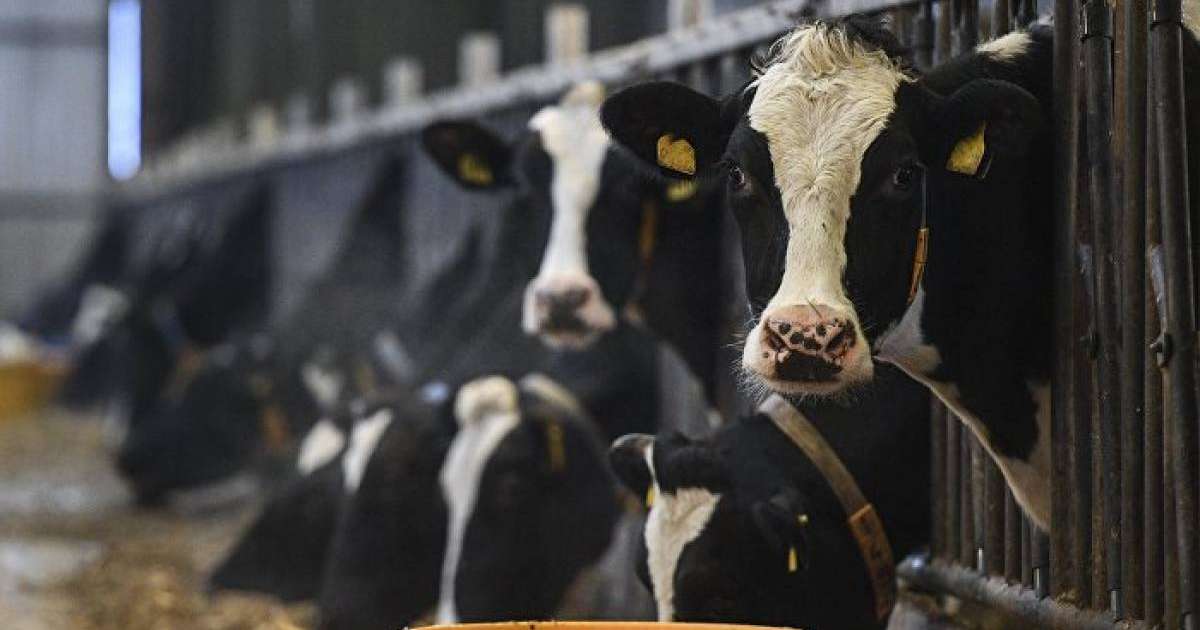 Мал қорадағы масқараны көрген президент облыс шенділерін қызметінен қуды