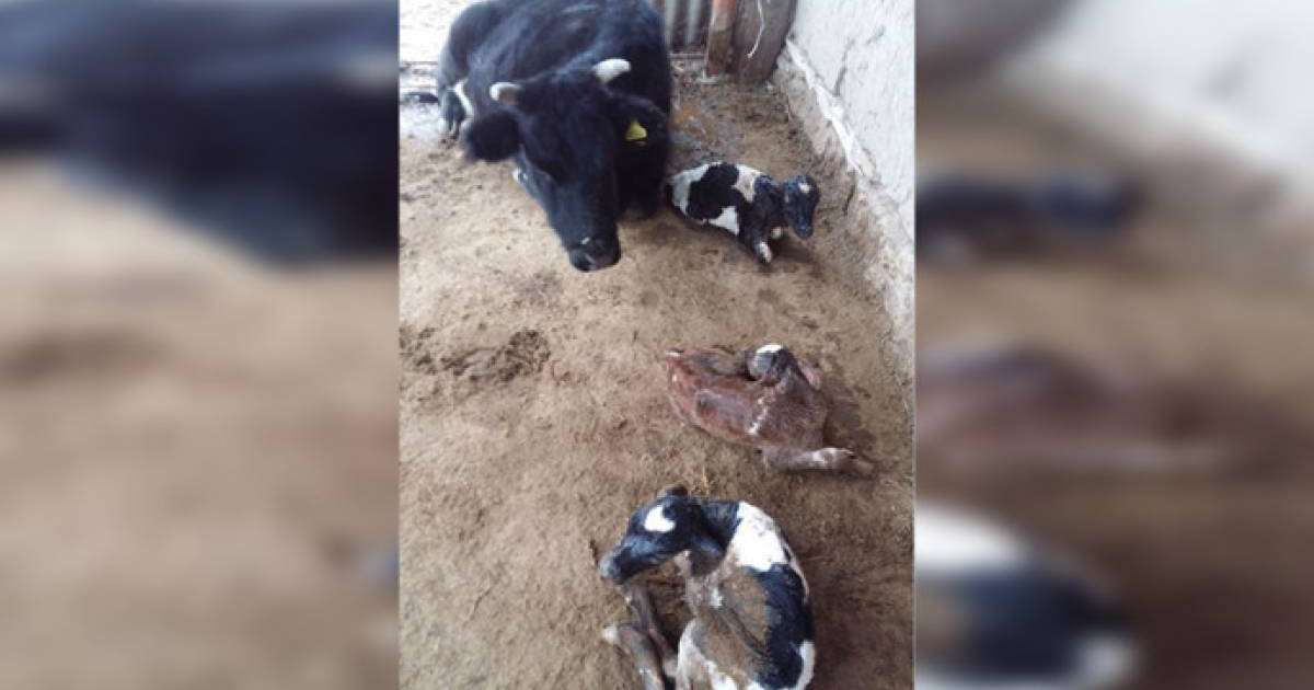 Жаңақорғанда сиыр үш бұзау туды