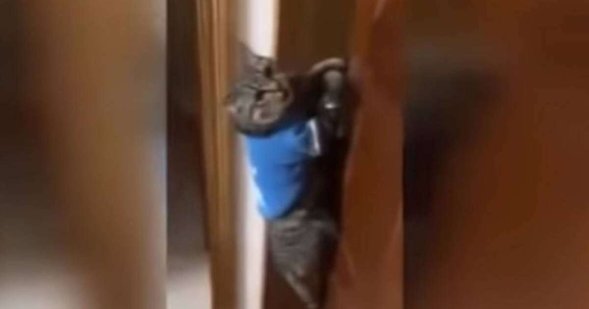 Ашшы есікті! - мысыққа "тіл үйретіп" еді, далаға шығар деп жалынды – күлкілі видео