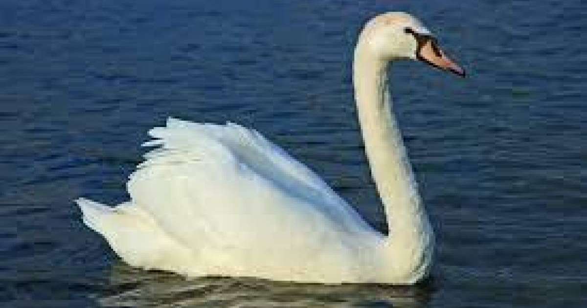 Етістіктің шақтары - Бастауыш сынып - Bilim