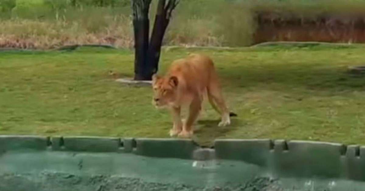 Туристер арыстанның ызасына тиді: оқиғаның соңын ешкім күтпеген