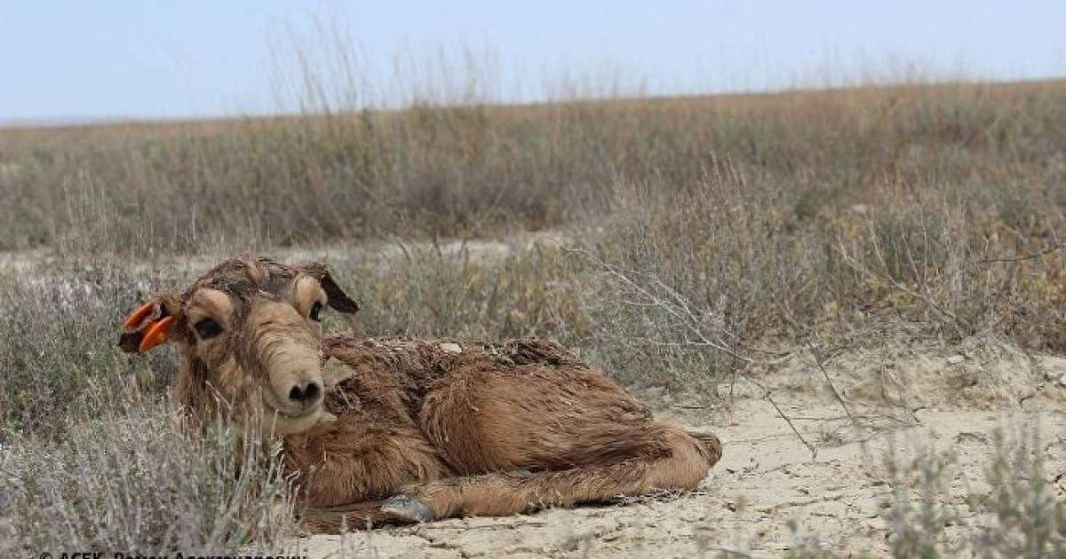 Қазақстанның екі облысында киіктерді қырып тастағандар ұсталды