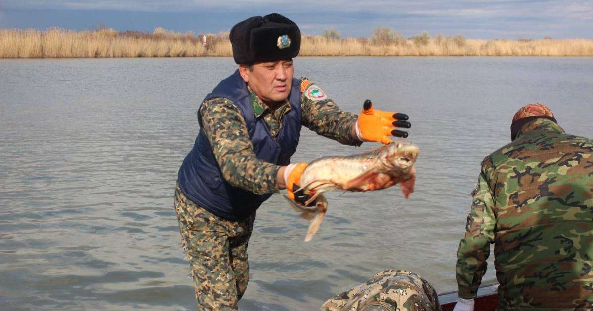 Жайық өзенінен екі күнде жарты тонна өлі балық жинаған