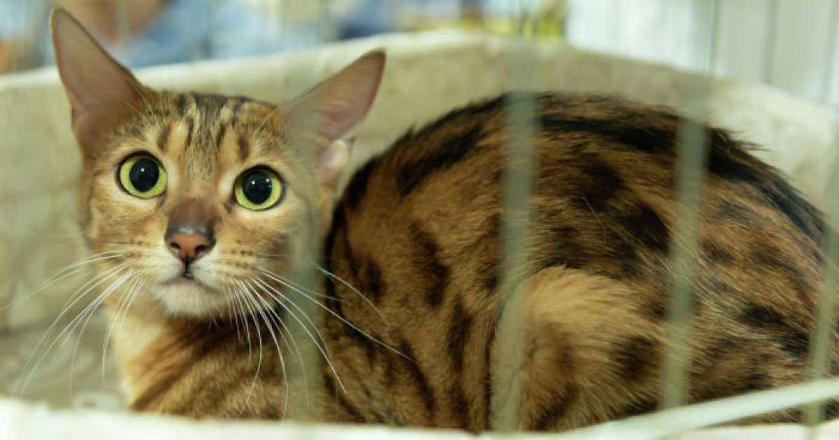 Мысық жарты сағат кір жуғыш машинада жуылса да, аман қалды