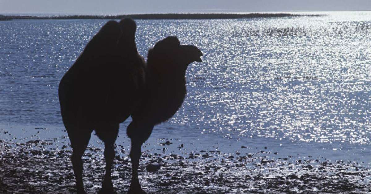 Түйені көлікпен қуған полицейлер жұрттың күлкісіне қалды – видео