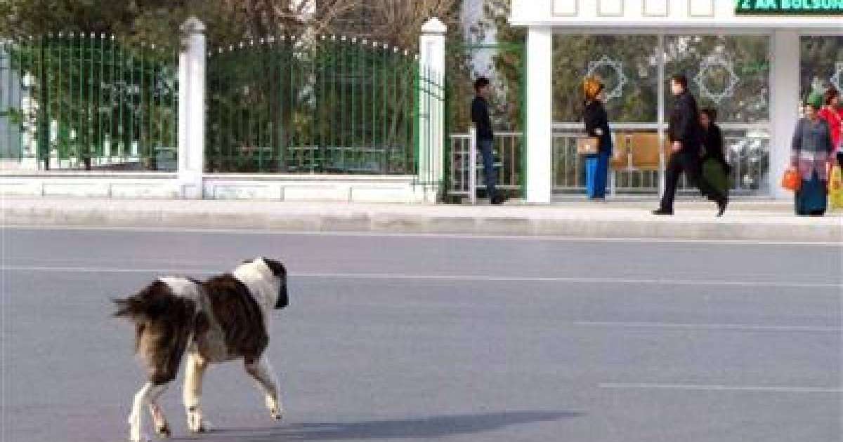 Қаңғыбас иттерді жойып жатыр | КТК