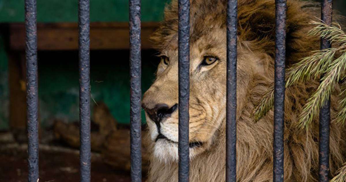 Арыстан өзін сипамақ болған туристің қолын тістеп жұлып ала жаздады – қорқынышты видео