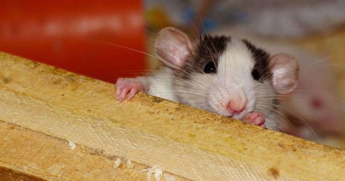 жалғызбасты әйелдің үйінен 30 тонна қоқыс шығарылды