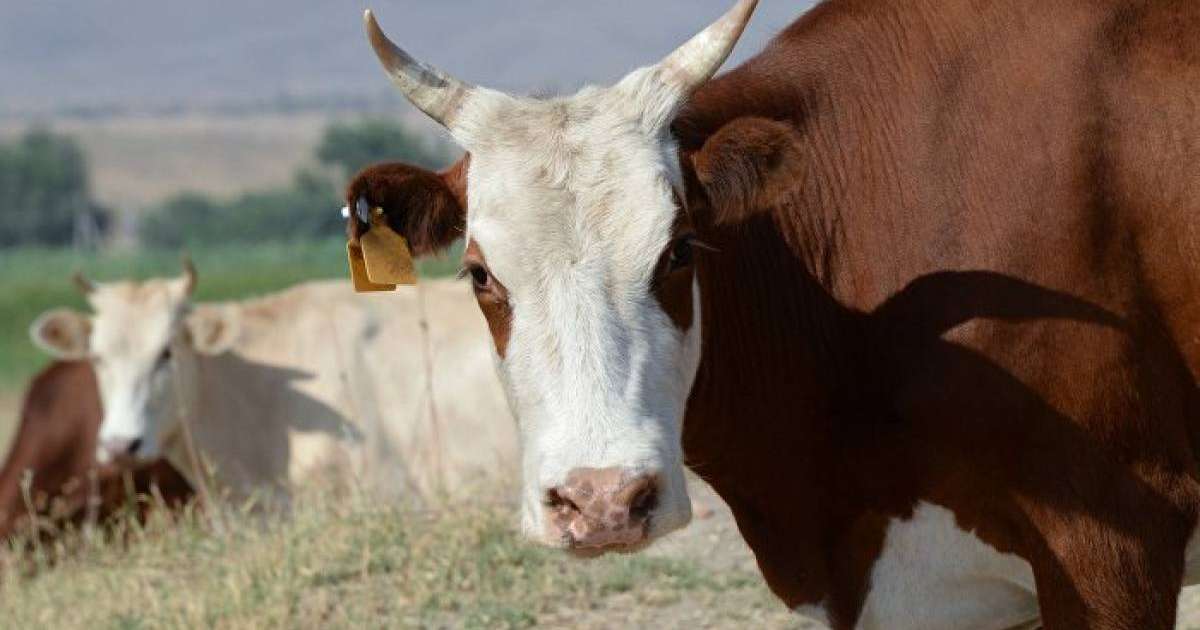 Қазақстаннан мал шығаруға тыйым салынуы мүмкін