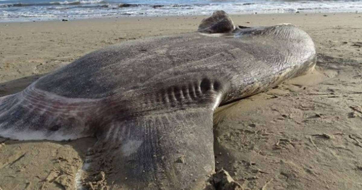 АҚШ-та жағажайға алып балық шығып қалған