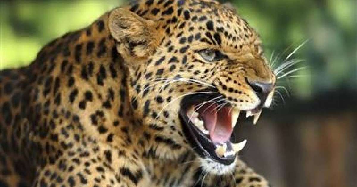 Шөлейт және шөл зоналары слайд, презентация - География