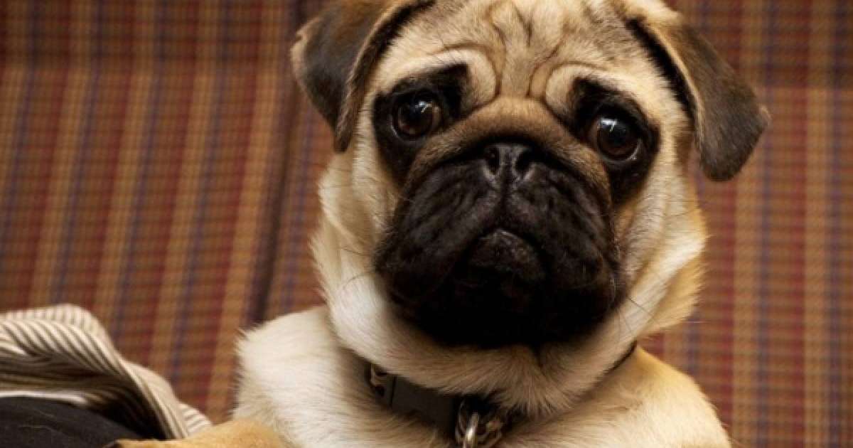 Салық орнына тәркіленген ит үшін қожайыны сотқа жүгінді