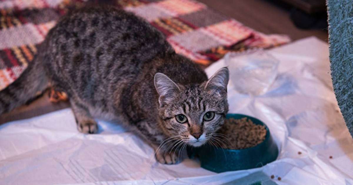 Мысық қыздың көз жасын сүртеді – видеоны жарты миллионнан аса адам көрді