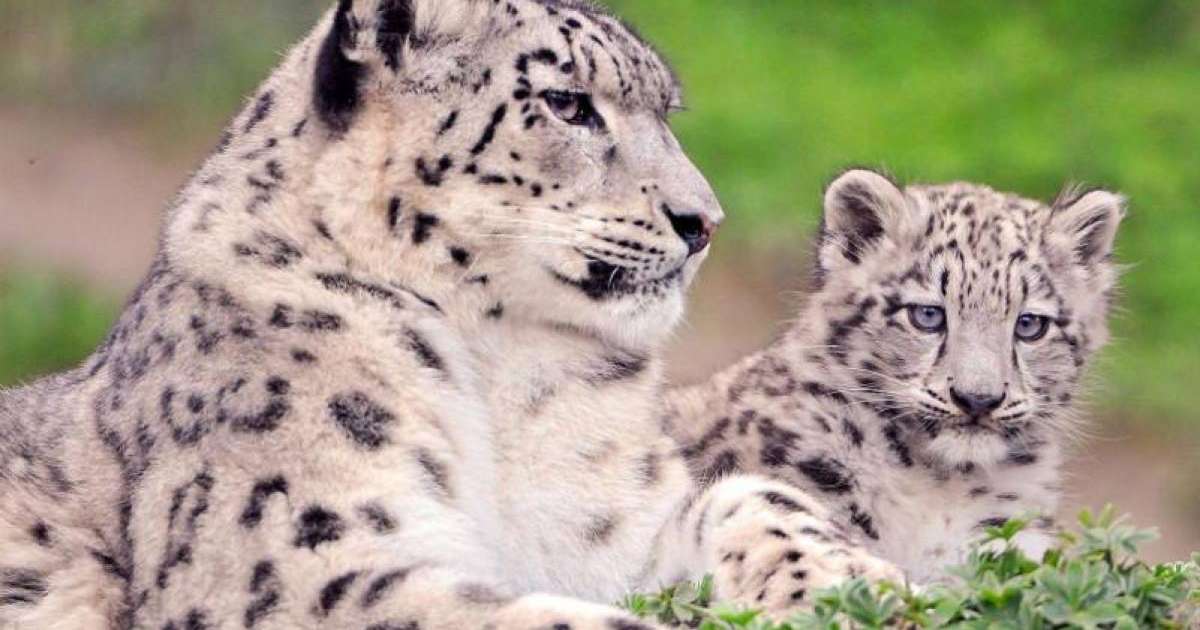 联合国：雪豹数量在未来20年间还将减少10%