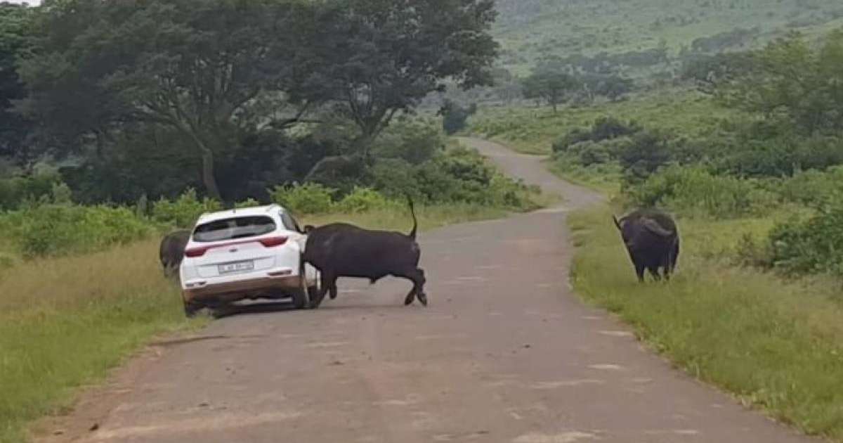 Буйвол туристердің көлігіне тап беріп, оны мүйізімен көтерді – видео