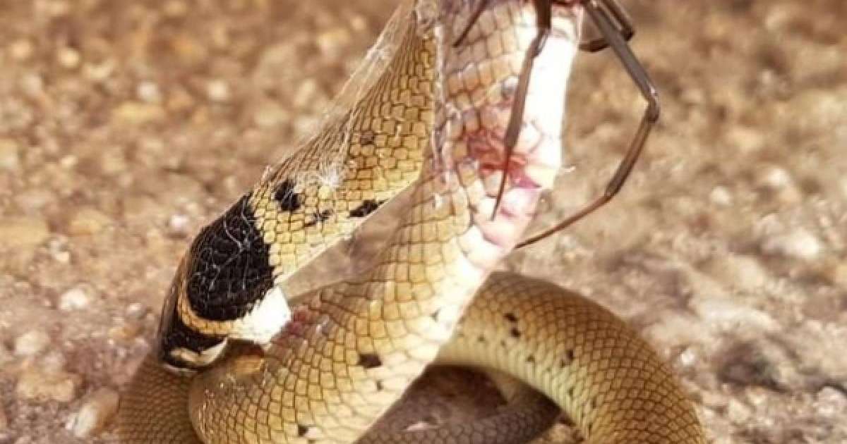 ​Өрмекші ең улы жыланды жеңген