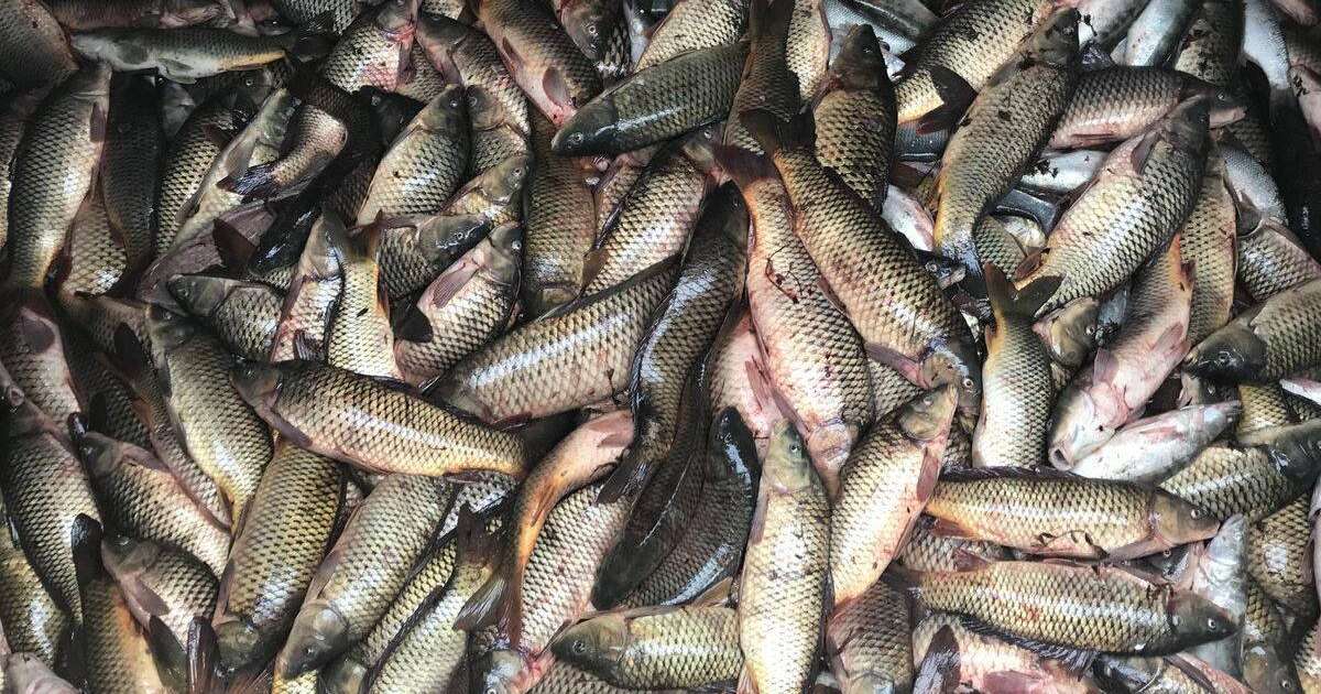 Жайық өзенін өлі балықтардан тазарта бастады