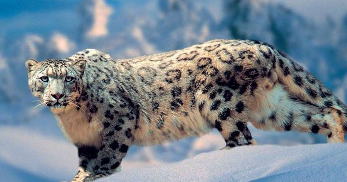 10月23日 —— 世界雪豹日