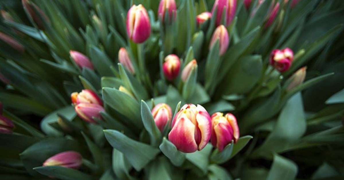 8 наурызды тойламайтын елдер