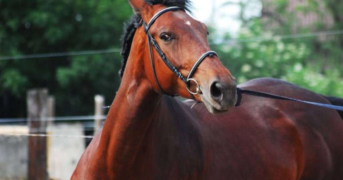 Ат үстінде билеген апай Instagram жұлдызы болып шыға келді