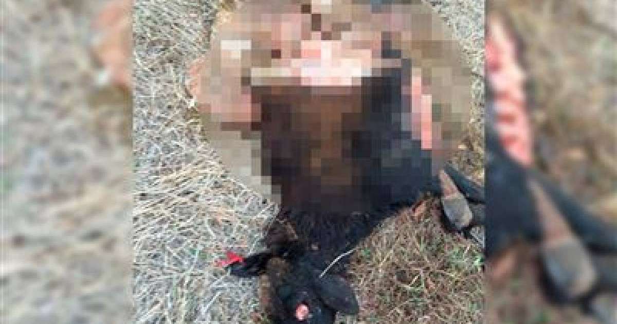 БҚО-да қырықтан астам қойды қасқыр қырып кетті