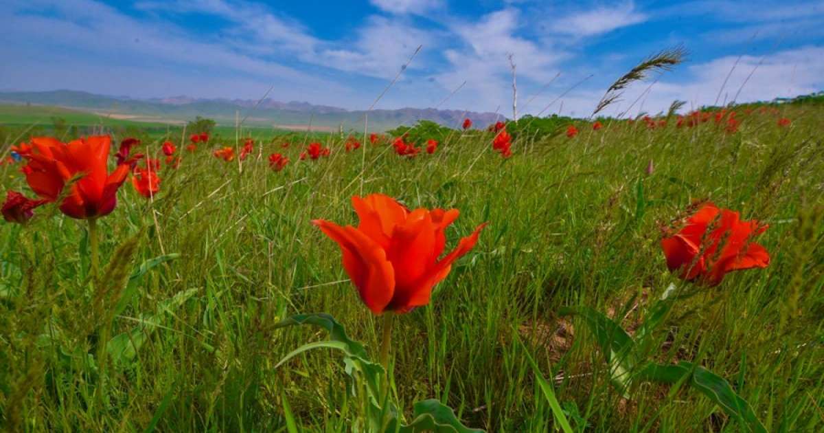 Әлемдік өркениетке қосқан үлес