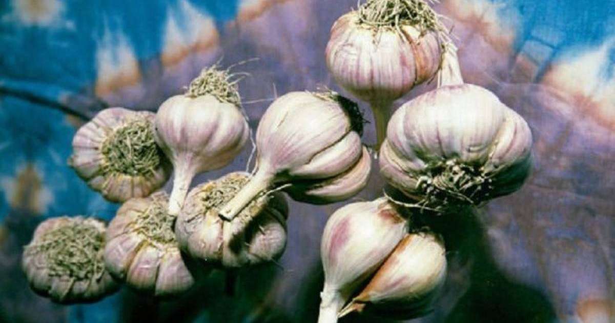 Ғалымдар сарымсақтың пайдасы туралы айтты