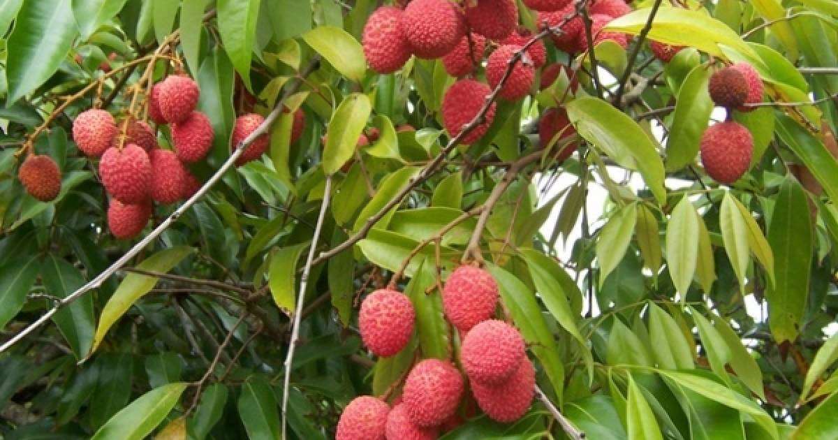 50 бала личи жеп қайтыс болған