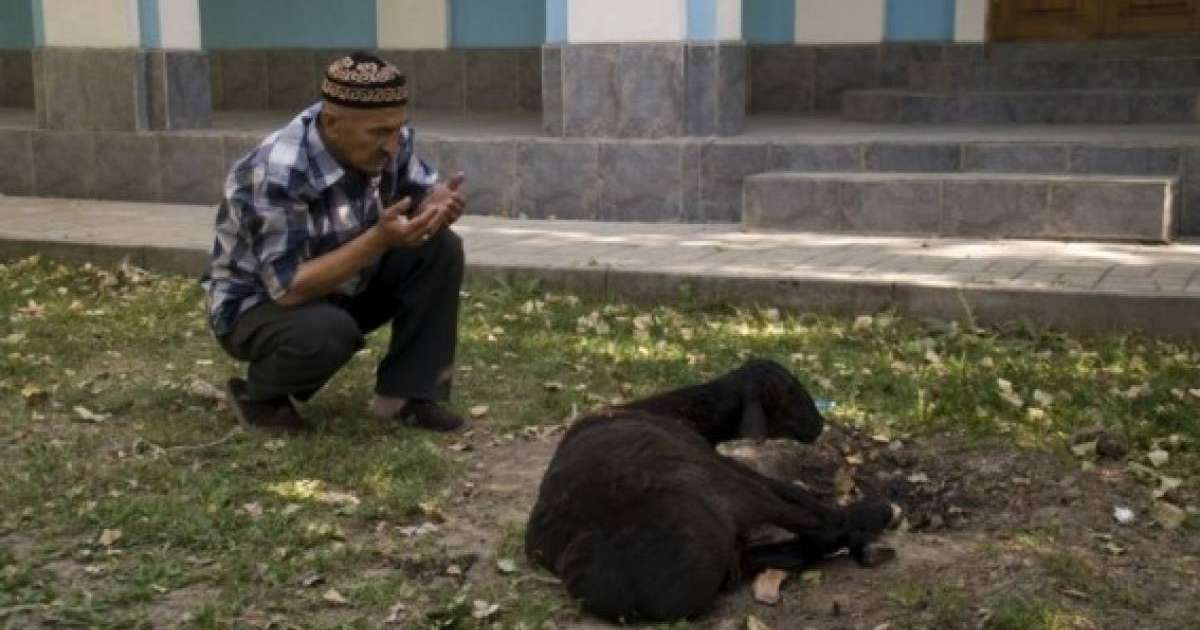 Қой сою тәртібі