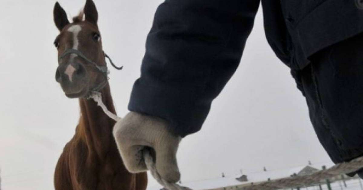 Алматы облысының полицейлері мал ұрлығымен білек сыбана күресуде