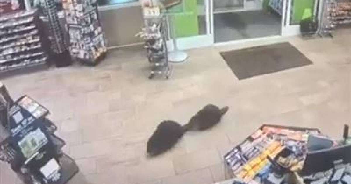 Құндыздар азық-түлік дүкенінде бейнебақылауға түсіп қалды