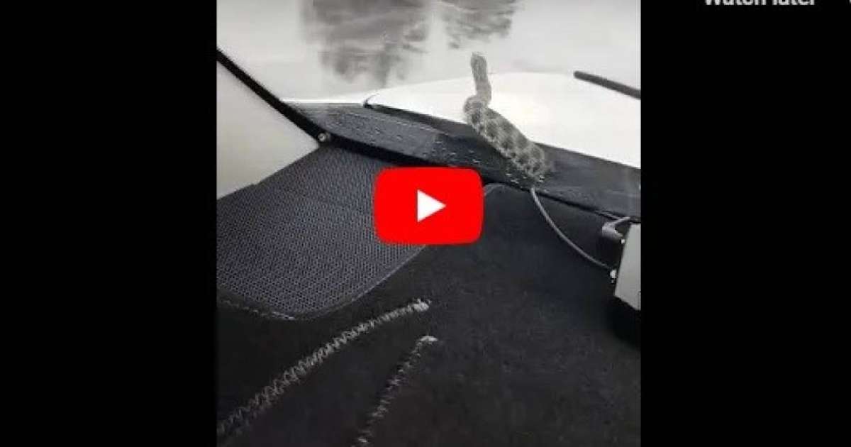 Қыз жігітке пәктік белбеуін тағыпты