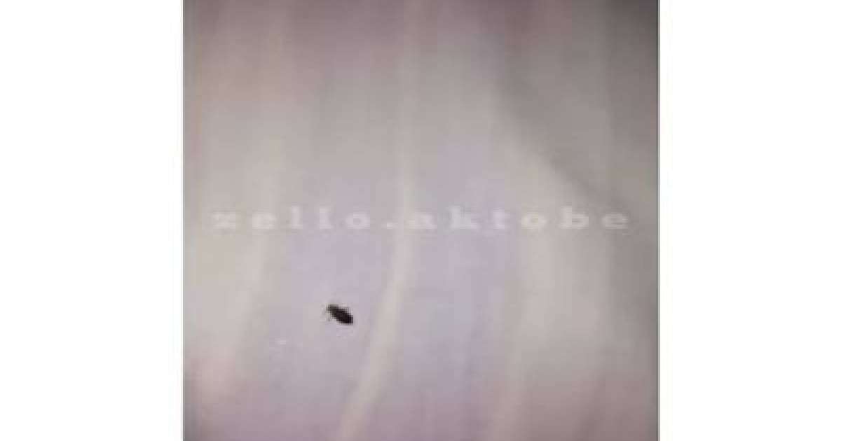 «Ақтөбе-Алматы» бағытындағы пойызда төсектен зиянкестер табылған