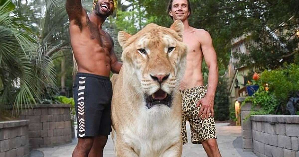 Арыстан мен жолбарыстың алып гибриді - ЛИГР