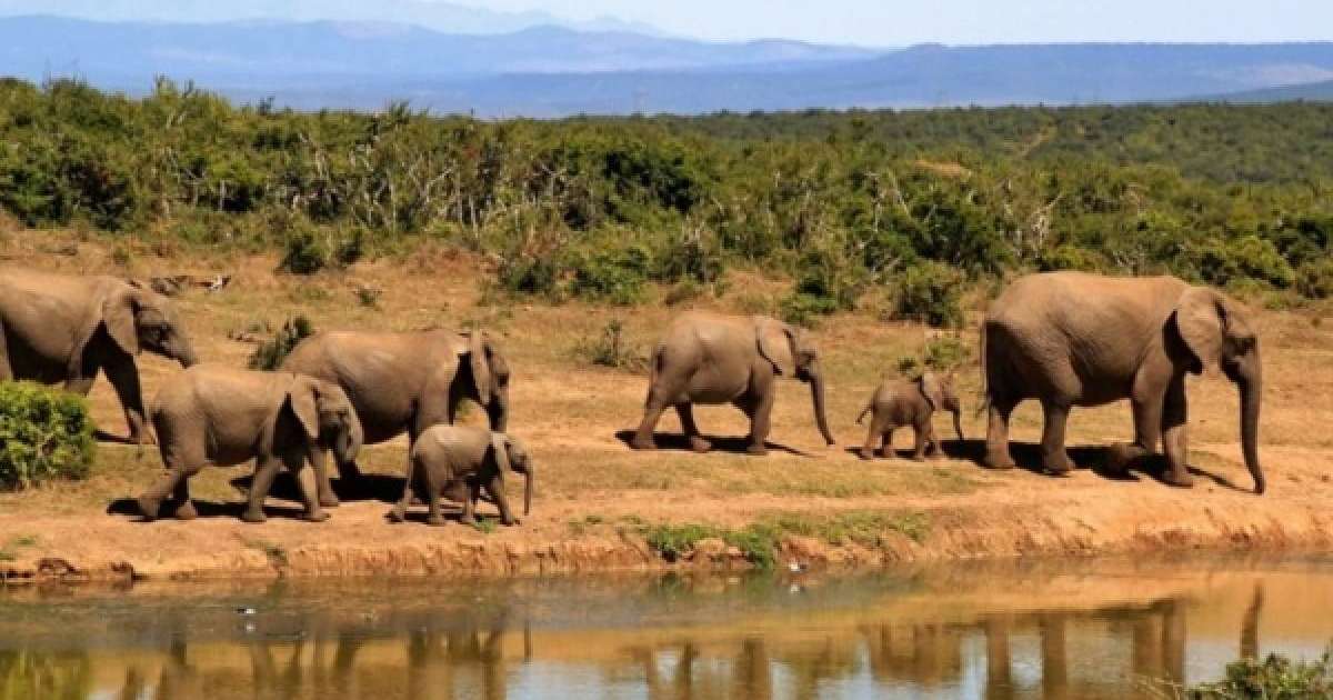 Пілдердің жерлеу рәсімі Желі қолданушыларының көзіне жас алдырды