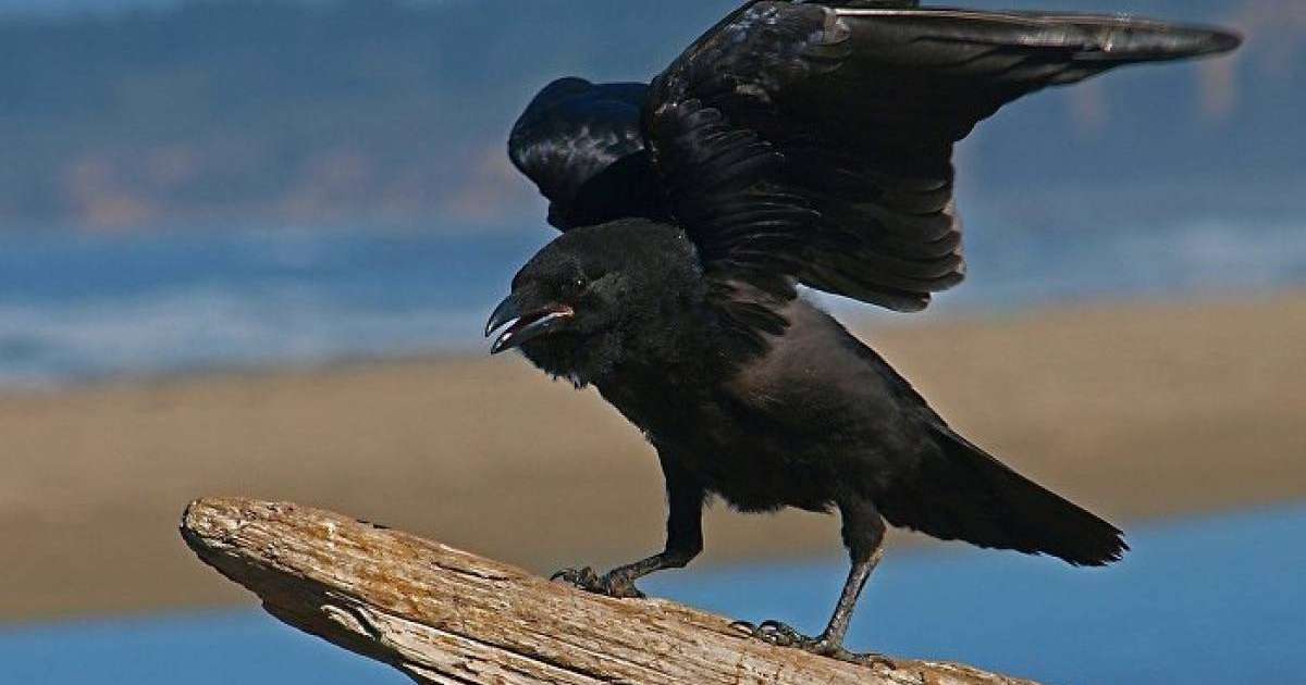 қалада қарғалар адамдарға шабуыл жасауда