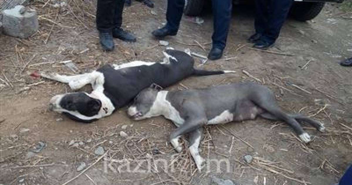 Баланы талап өлтірген иттердің иесі: Заң алдында жауап беруге дайынмын