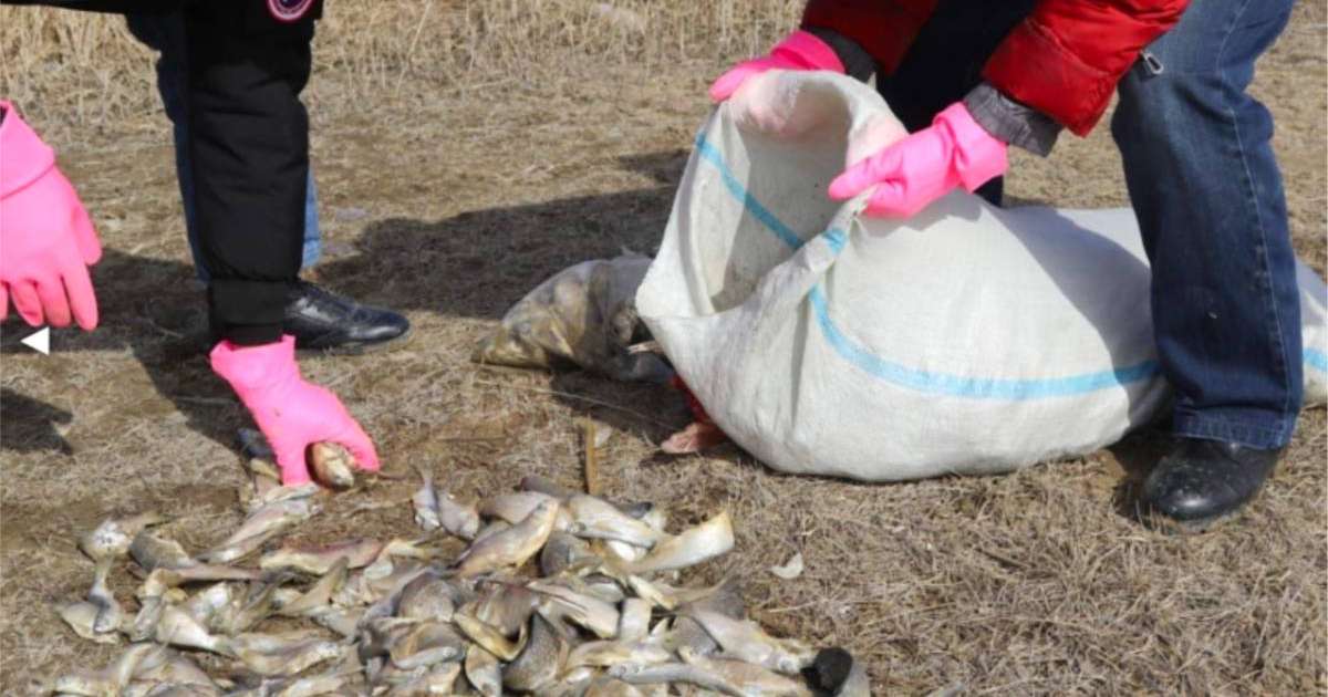 Батыс Қазақстанда үш тонна балық "оттегі тапшылығынан" қырылған