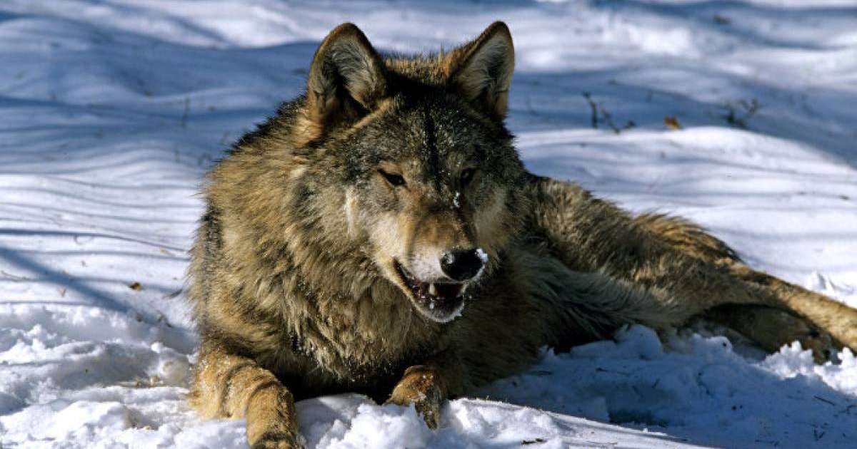 Қостанай облысында 11 жастағы баланы қасқыр талап тастады