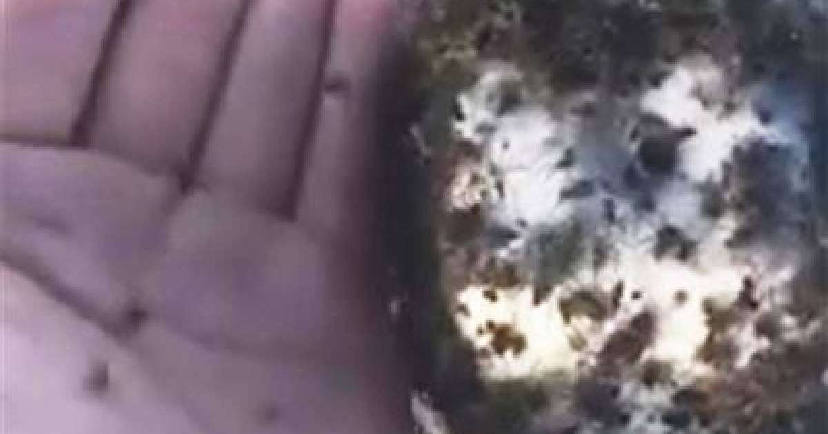 Шол шетінде құжынаған өрмекшілер жұрттың жағасын ұстатты