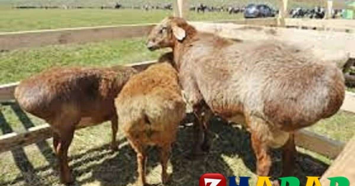 Мал сойғаны туралы хабарламағаны үшін айыппұл салынуы мүмкін