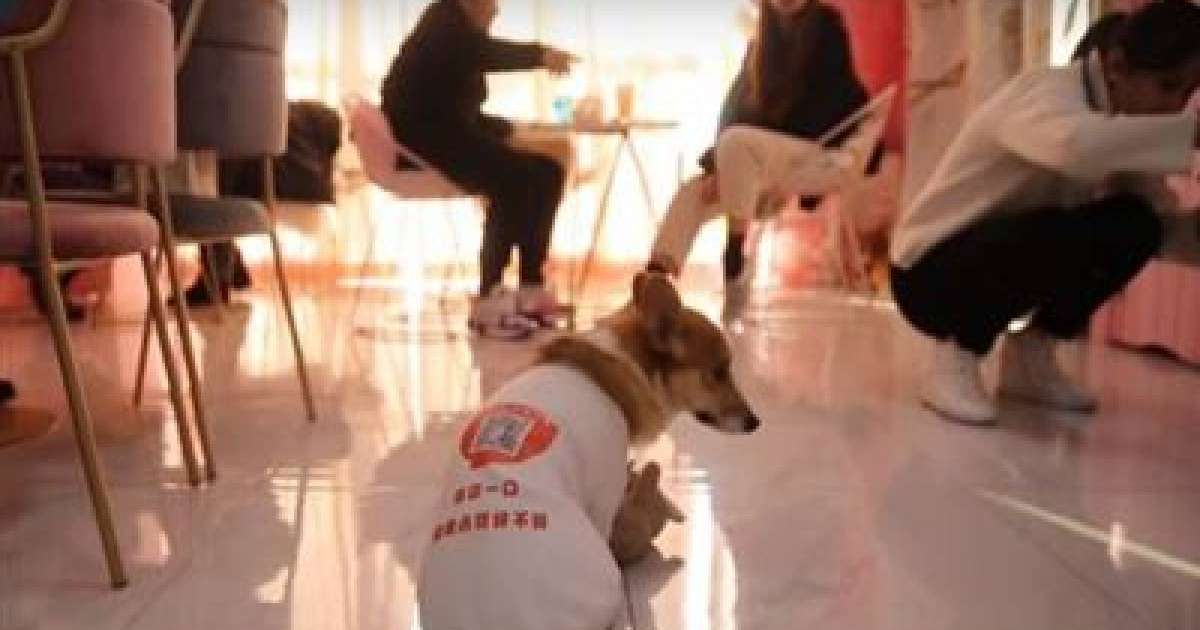 Дәмханада иттер даяшы болып жүр