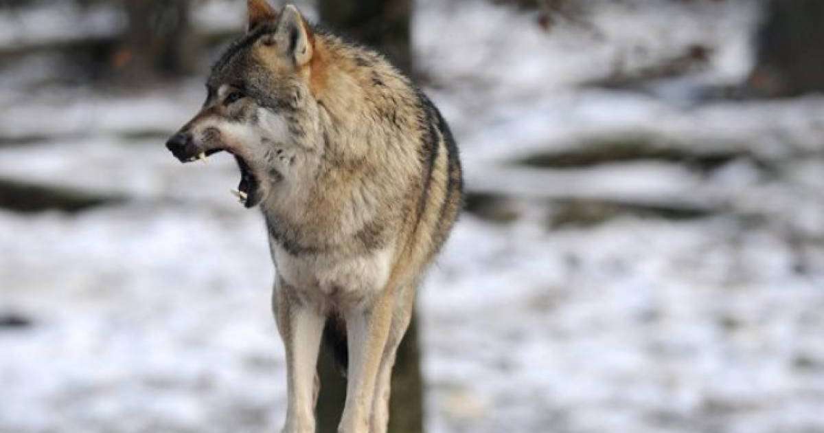 Қостанай облысында әйел мен балаға қасқыр тап берді