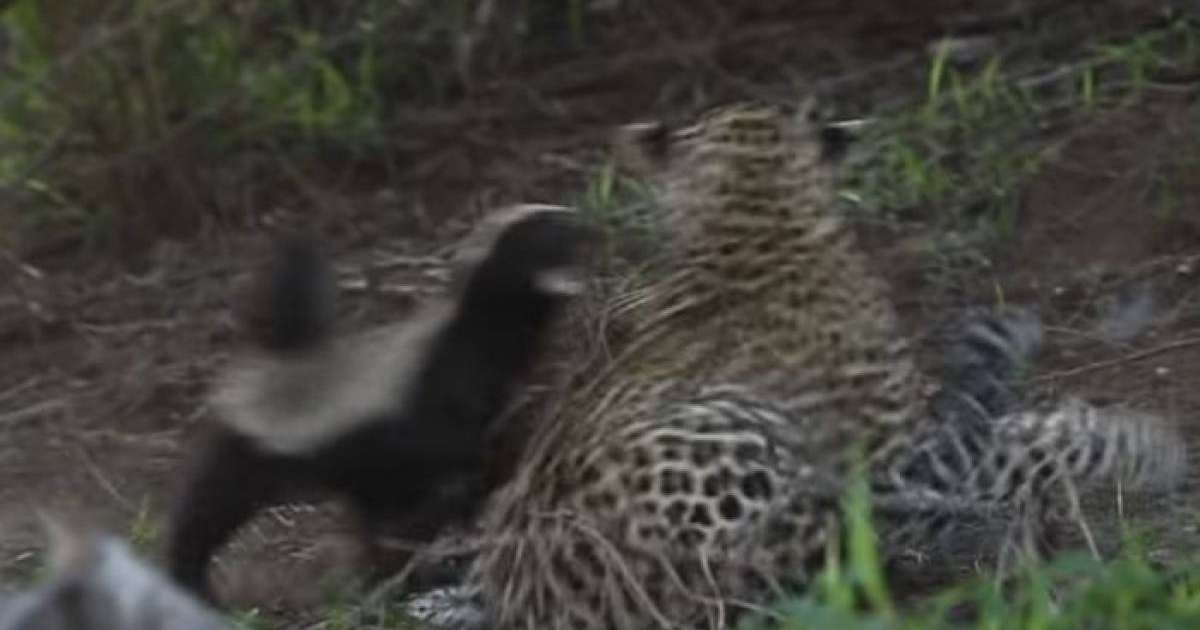 Баласына араша түскен борсық леопардқа жан ұшыра тап берді